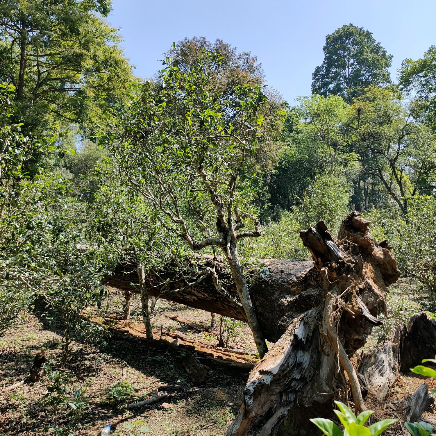 2022麻黑古樹春茶口感？