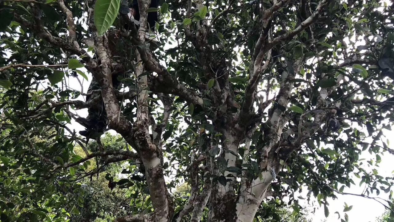 2022年麻黑古樹春茶價格？