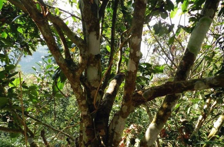 2022年大漆樹古樹春茶特點(diǎn)？