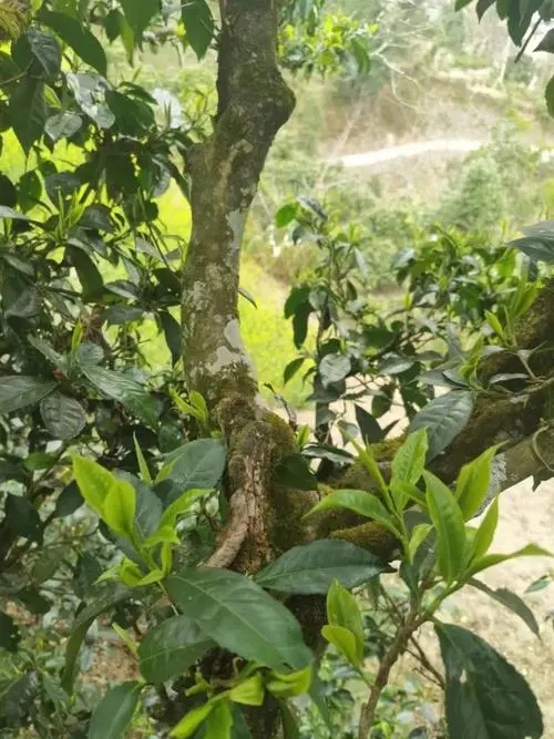 2022年彎弓古樹春茶特點(diǎn)？