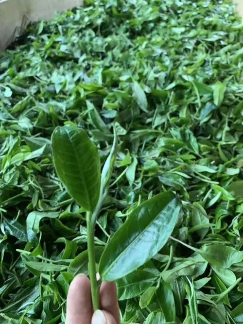 2022年彎弓古樹春茶口感？