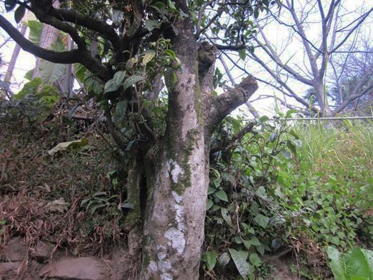 2022年白茶園古樹春茶特點？