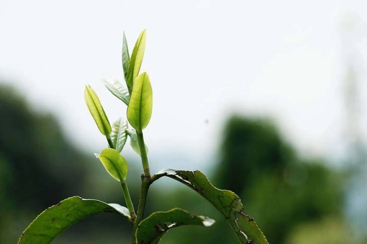 2022年白茶園古樹春茶品鑒！