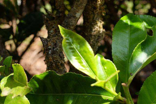 2022年白茶園古樹春茶價格？