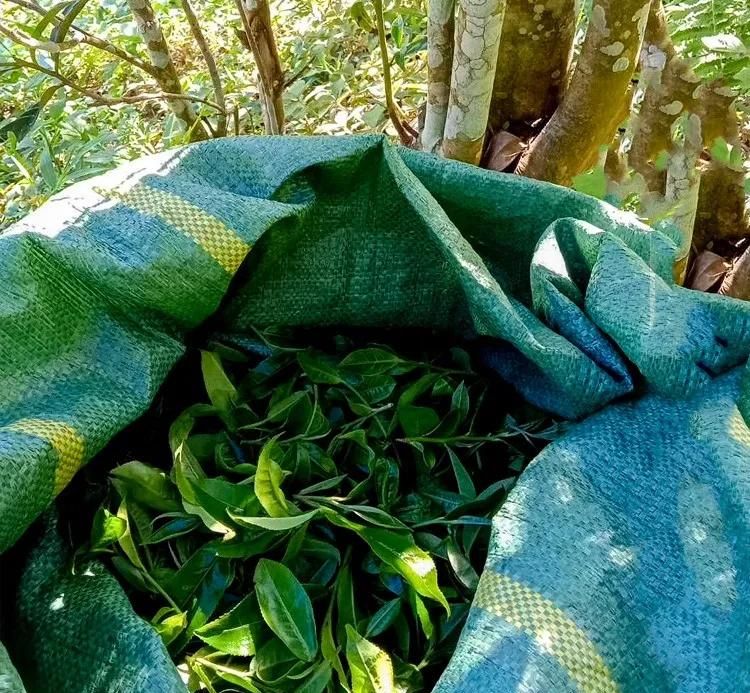 2022年鳳凰窩古樹春茶口感？