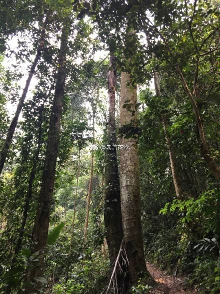 2022年刮風(fēng)寨茶王樹古樹春茶特點(diǎn)？