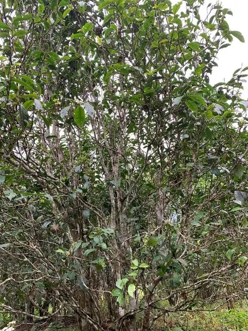 2022年刮風(fēng)寨茶王茶古樹春茶口感？