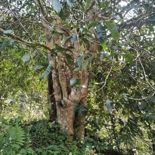 2022年刮風(fēng)寨茶王樹古樹春茶價(jià)格？