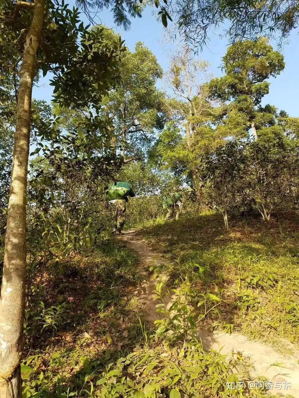 2022年刮風寨茶王樹古樹茶多少錢一公斤？