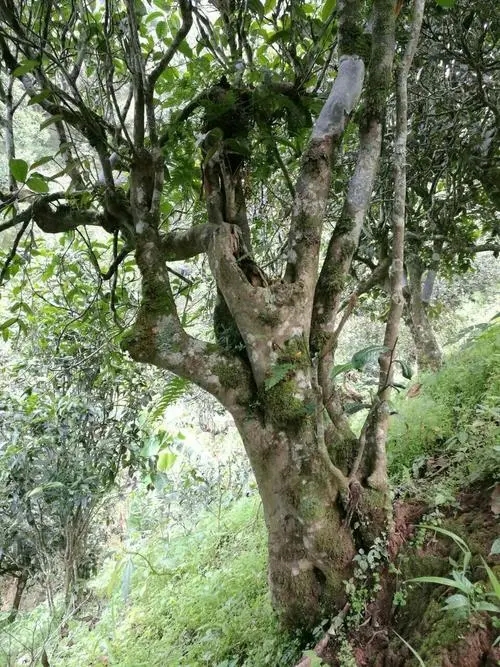 2022年黑水梁子古樹(shù)春茶特點(diǎn)？