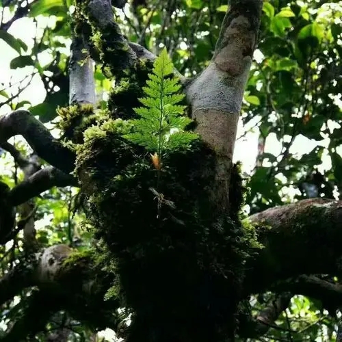 2022年黑水梁子古樹春茶價格？