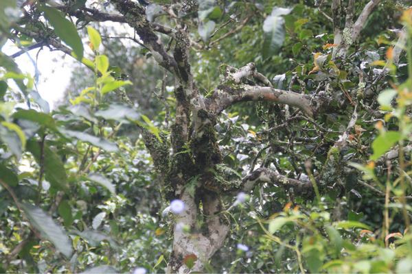 2022年茶氣狂野，香柔蜜韻的刮風(fēng)寨茶坪古樹茶