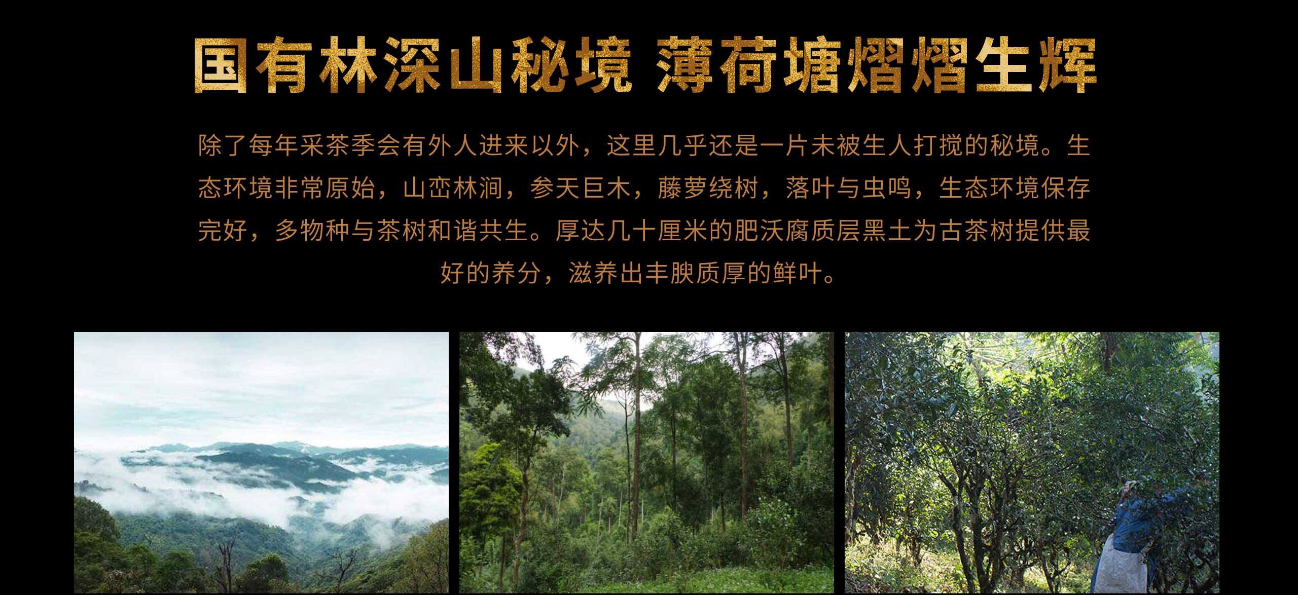 2022年薄荷塘古樹(shù)春茶特點(diǎn)？