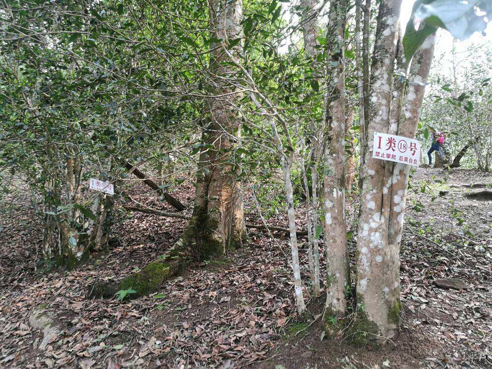 2022年薄荷塘古樹春茶口感？