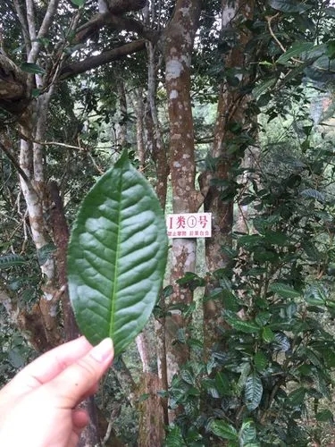 2022年薄荷塘古樹(shù)春茶價(jià)格？