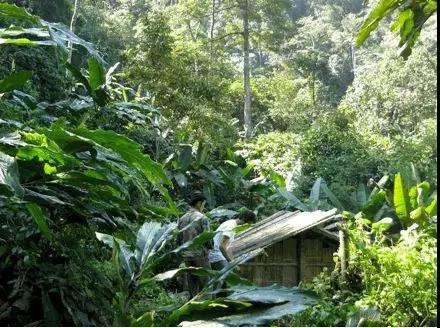 2022年薄荷塘古樹春茶多少錢一公斤？