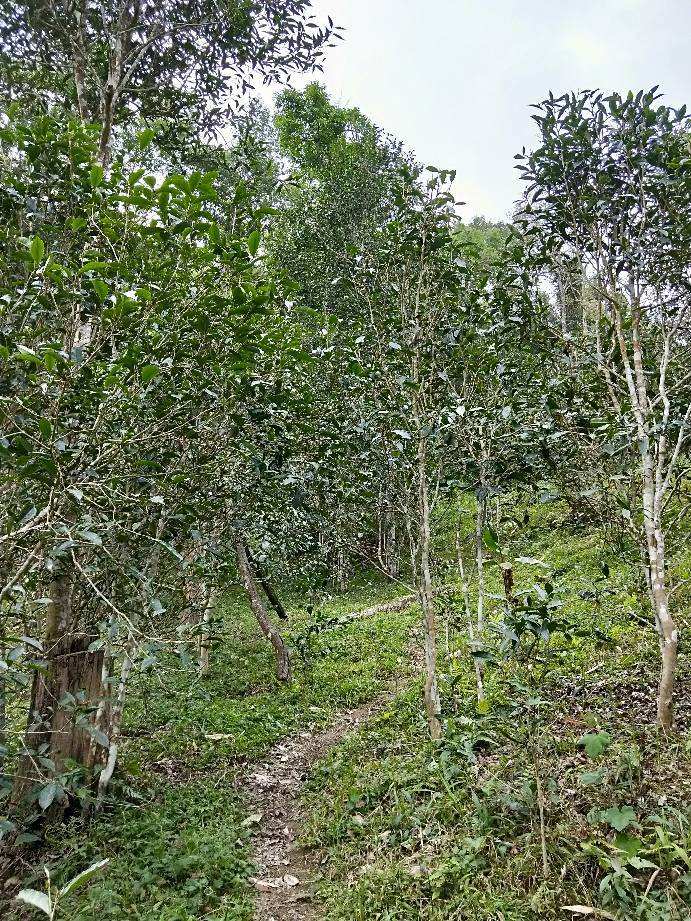 2022年多依樹古樹春茶特點(diǎn)？