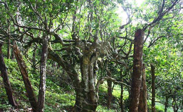 2022年多依樹古樹春茶口感？