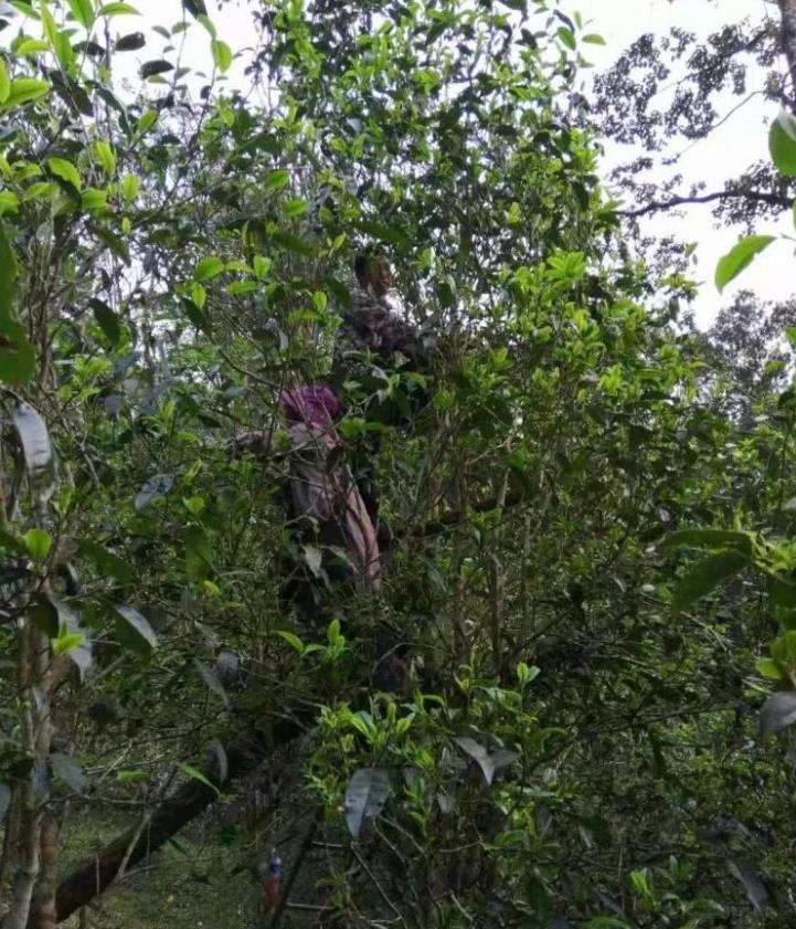 2022年一扇磨古樹春茶特點(diǎn)？