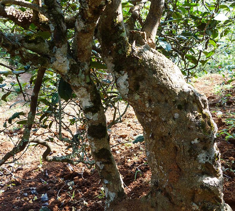 2022年一扇磨山林之息，雨林之味，原始之態(tài)