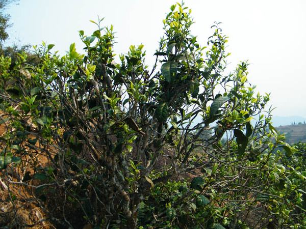 2022年香椿林古樹春茶價格？