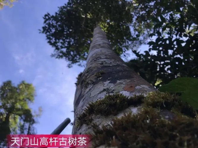 2022年天門山古樹春茶特點？