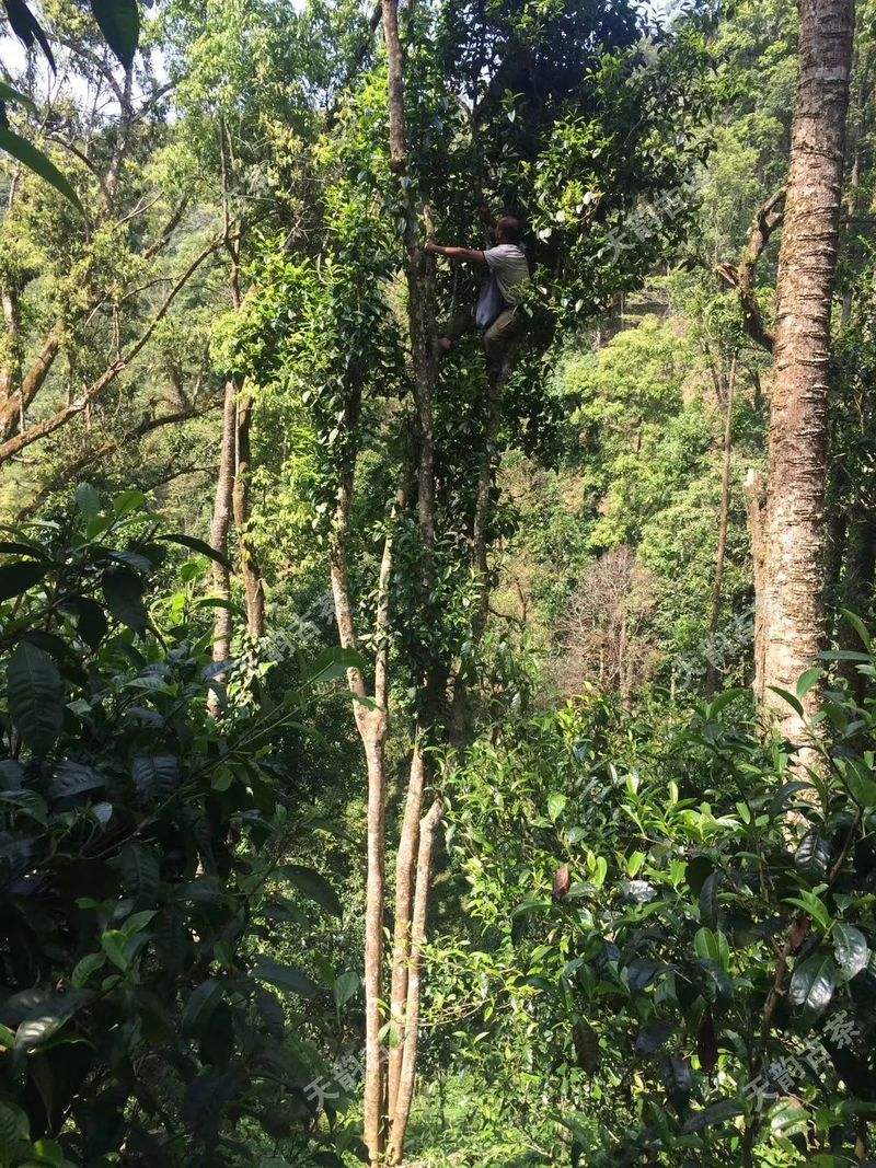 2022年天門山古樹春茶口感？