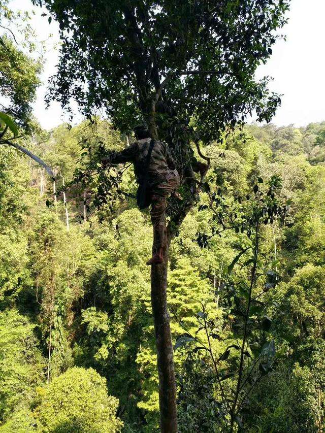 2022年天門山古樹春茶價格？