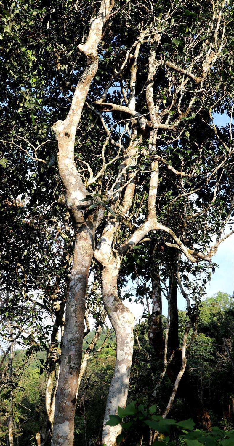 2022年天門山高桿古樹(shù)茶，神秘存在的好茶
