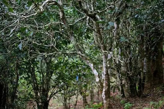 2022年高山寨古樹春茶特點(diǎn)？