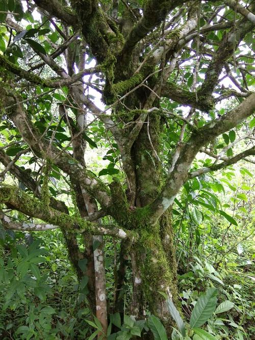 2022年高山寨古樹春茶口感？