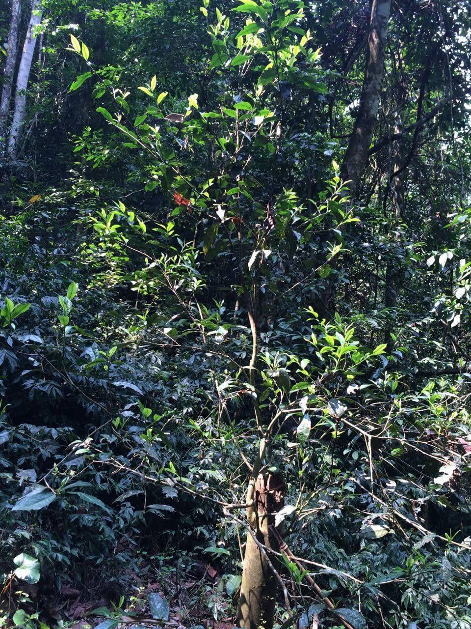 2022年高山寨古樹春茶多少錢一公斤？