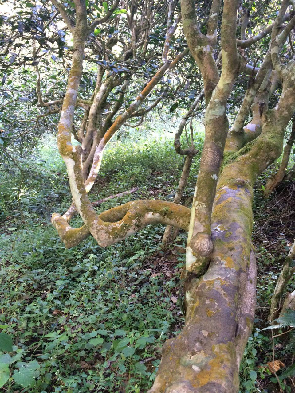 2022年高山寨古樹(shù)茶流水意無(wú)窮,唯待知音懂