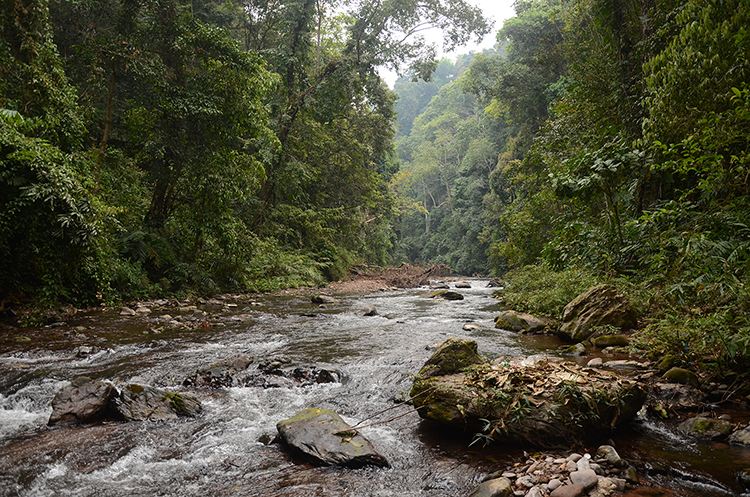 2022年銅箐河古樹(shù)春茶特點(diǎn)？