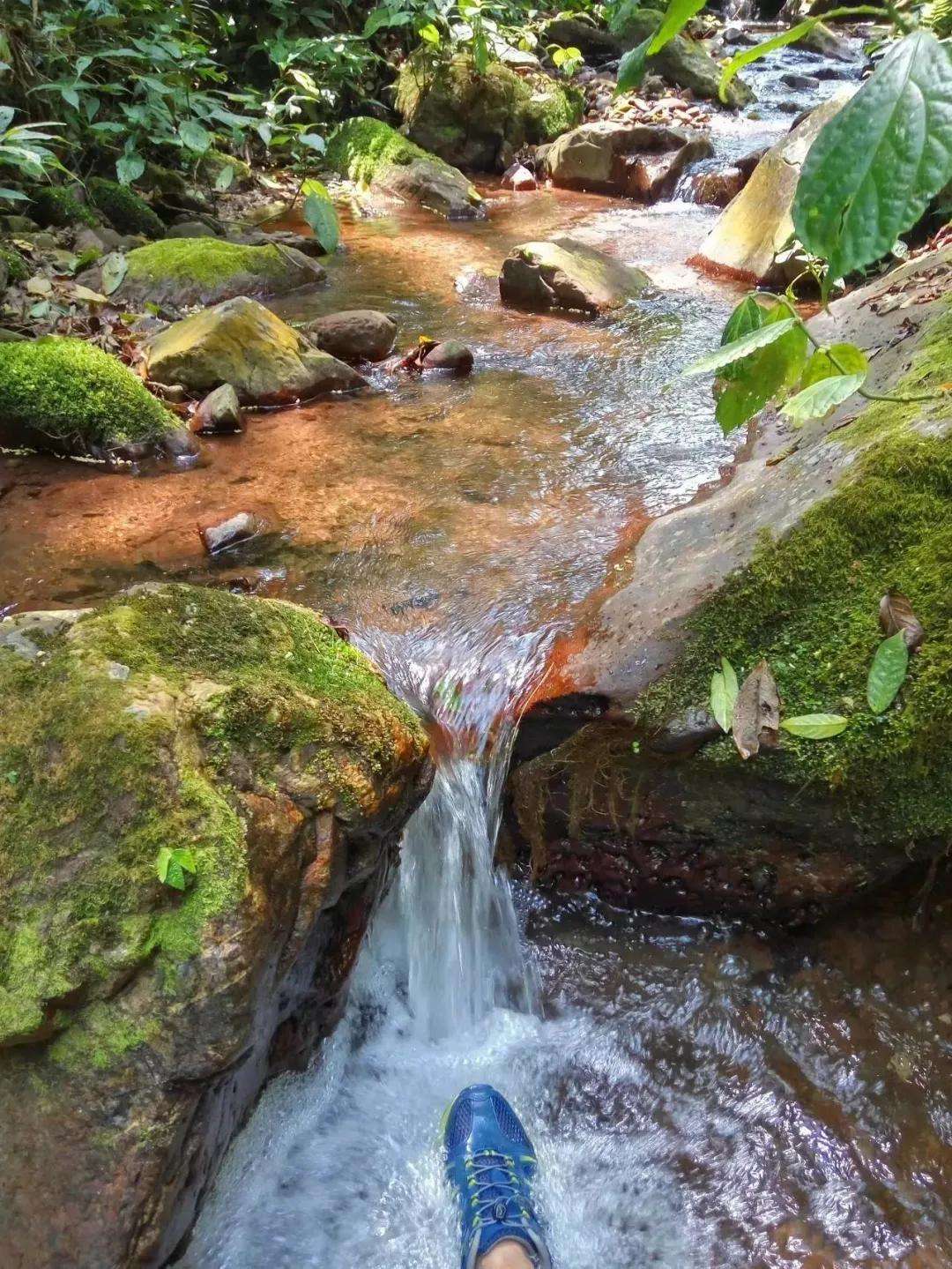 2022年銅箐河古樹(shù)春茶多少錢(qián)一公斤？