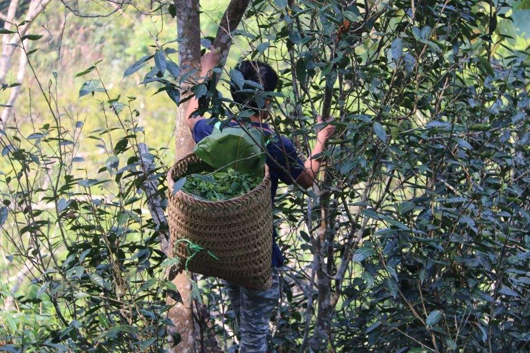 2022年百花潭古樹春茶特點(diǎn)？