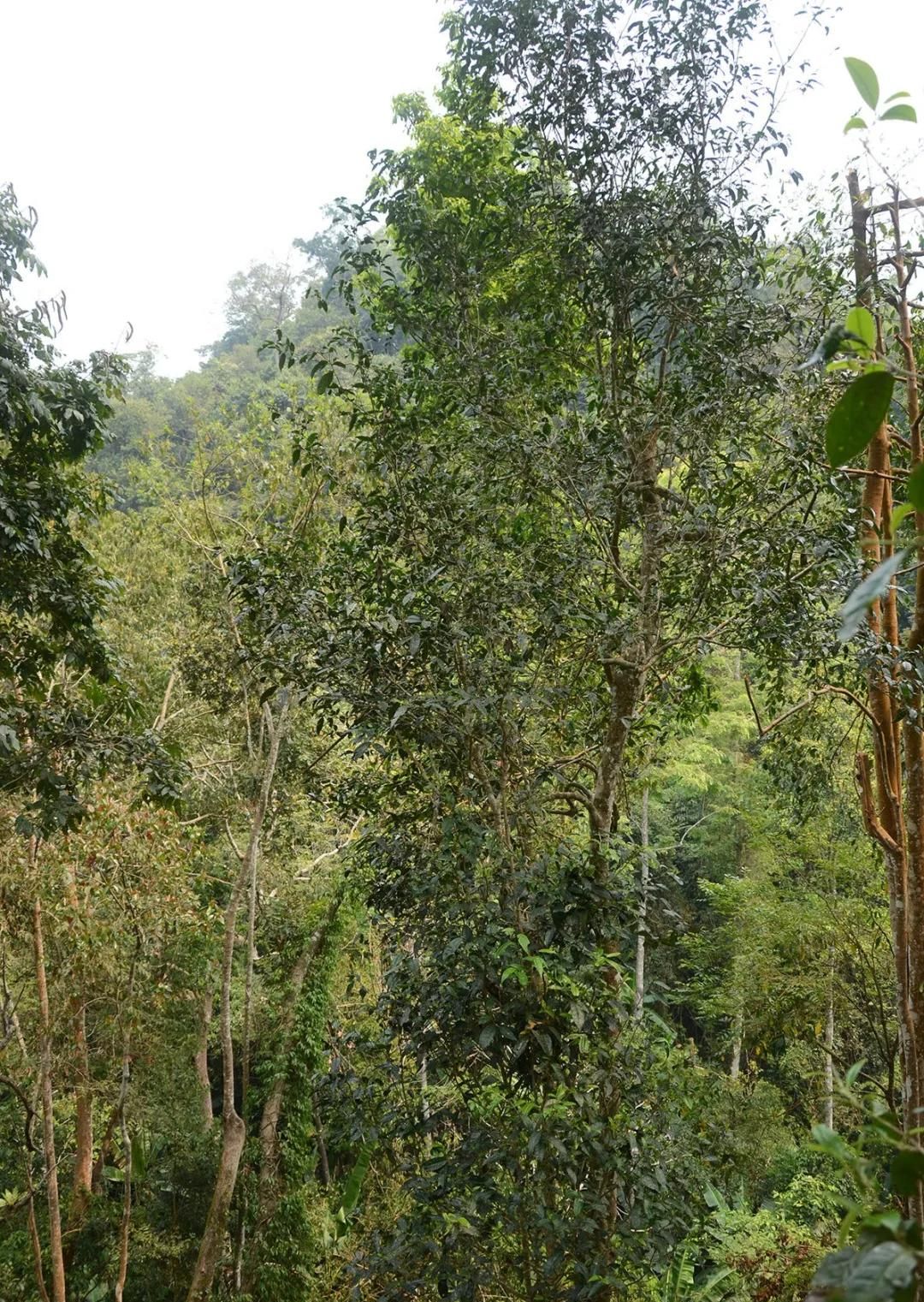 2022年百花潭古樹春茶價(jià)格？