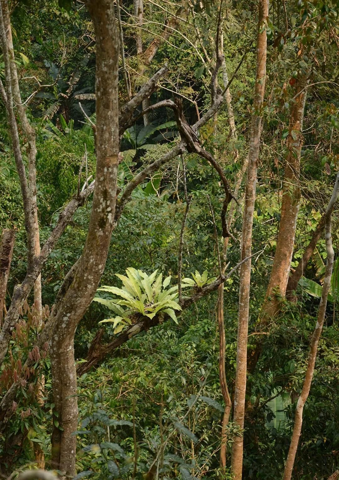 2022年百花潭古樹春茶多少錢一公斤？