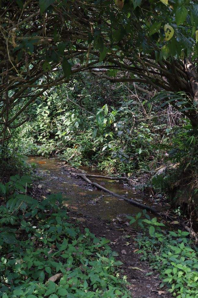 2022年蟒蛇箐古樹春茶特點?