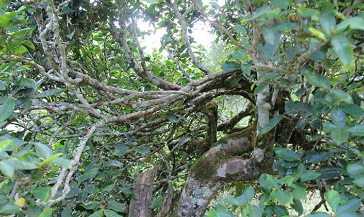 2022年倚邦曼拱古樹(shù)春茶特點(diǎn)？