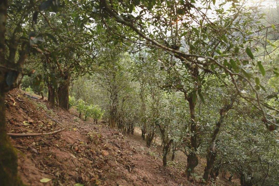 2022年倚邦曼拱古樹(shù)春茶口感？