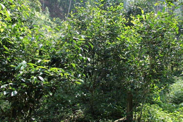 2022年倚邦曼拱古樹春茶價格？