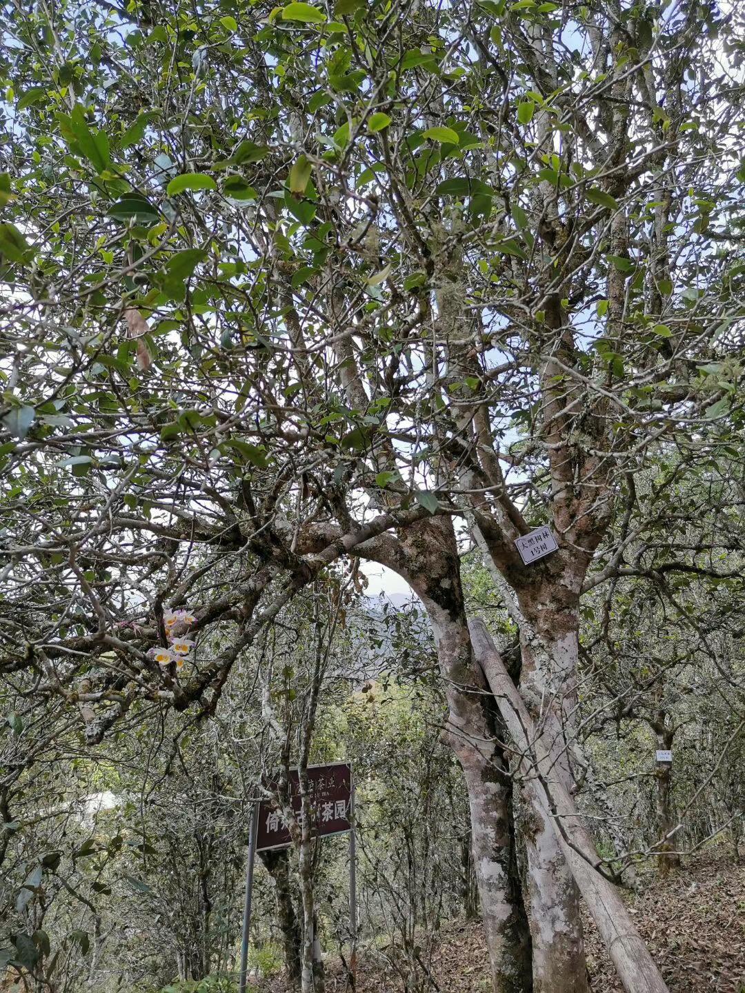 2022年大黑樹林古樹春茶特點(diǎn)？