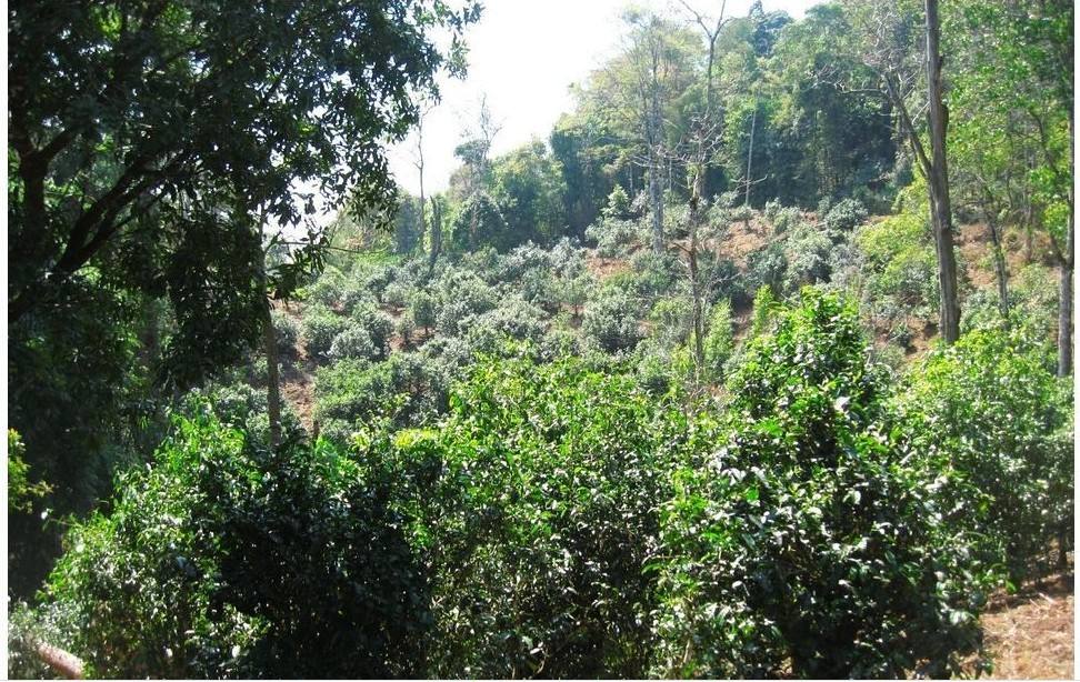 2022年大黑樹林古樹春茶口感？