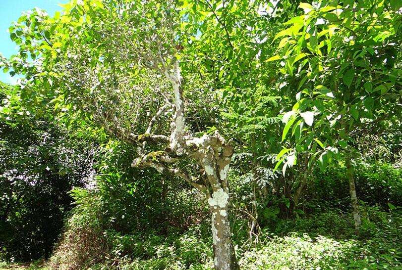 2022年大黑樹林古樹春茶價格？