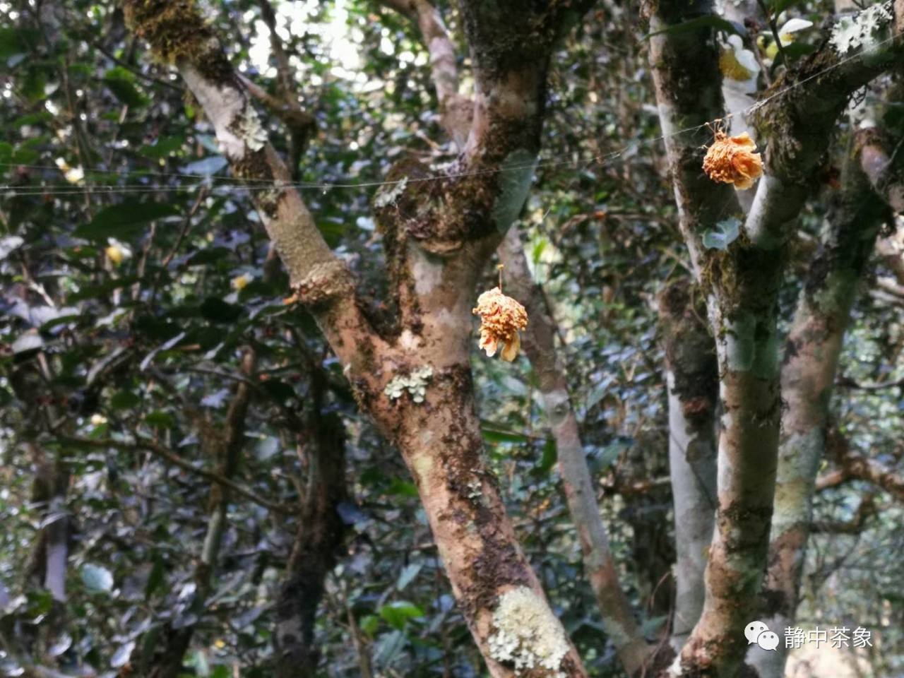 2022年大黑森林古樹春茶多少錢一公斤？