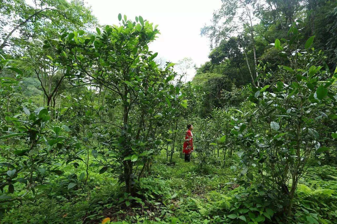 2022年曼松古樹春茶口感？