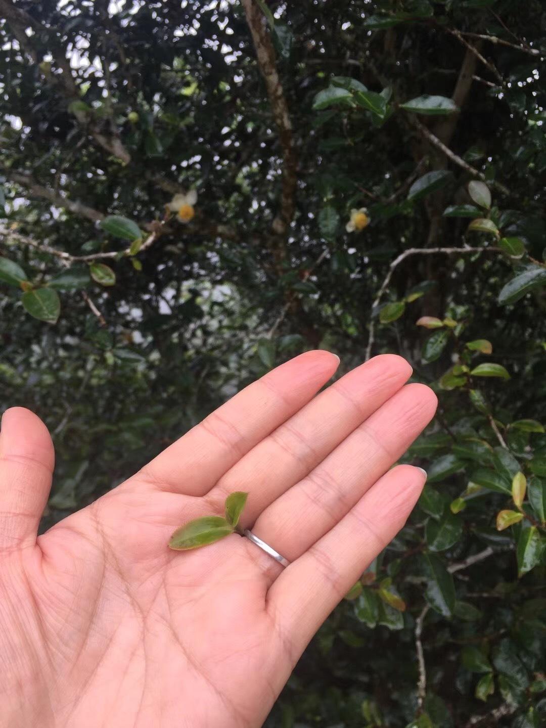 2022年倚邦貓耳朵古樹春茶價格？