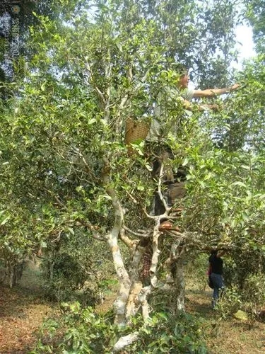 2022年蠻磚古樹春茶價格？