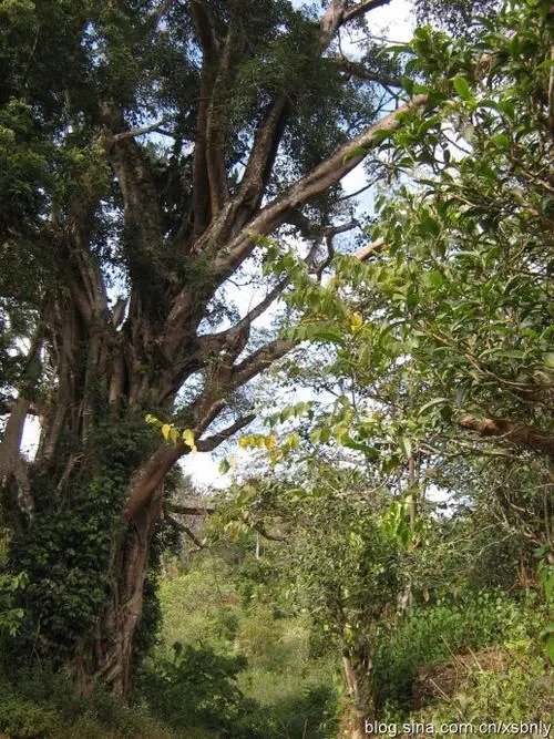 2022年蠻磚古樹春茶多少錢一公斤？